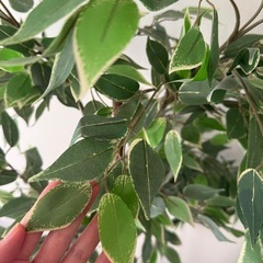 
 IKEA FEJKA フェイカ  の画像