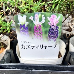 取り引き中ラベンダー　イングリッシュ、フレンチ２３ポットの画像