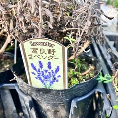 取り引き中ラベンダー　イングリッシュ、フレンチ２３ポットの画像