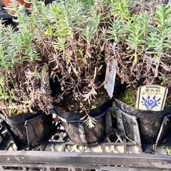 取り引き中ラベンダー　イングリッシュ、フレンチ２３ポットの画像