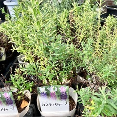 取り引き中ラベンダー　イングリッシュ、フレンチ２３ポットの画像