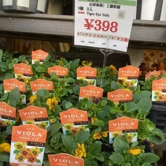 ビオラ3個で
の画像