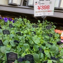 ビオラ3個で
の画像