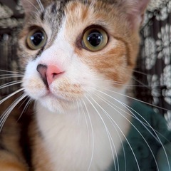 ✨動画付💖キレイなミケ猫ちゃん✨