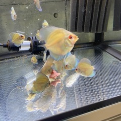 ディスカス　ね熱帯魚の画像
