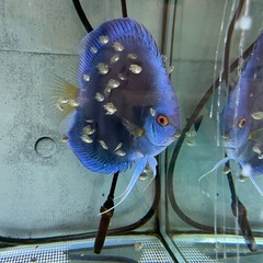 ディスカス　ね熱帯魚の画像