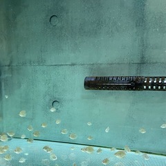 ディスカス　ね熱帯魚の画像