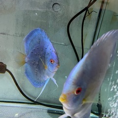 ディスカス　ね熱帯魚の画像