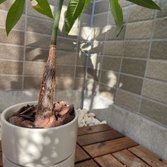 【観葉植物】実生パキラ　高さ約50cm／樹形良し／無印良品の鉢付きでそのまま飾れますの画像