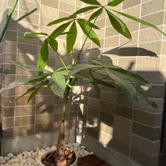 【観葉植物】実生パキラ　高さ約50cm／樹形良し／無印良品の鉢付きでそのまま飾れますの画像