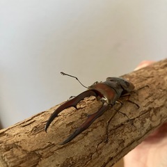 メタリフェルホソアカクワガタ♂単体【金色/サンギレンシス】の画像