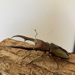 メタリフェルホソアカクワガタ♂単体【金色/サンギレンシス】の画像