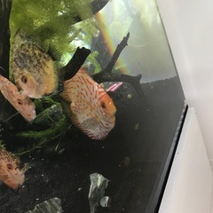 ディスカスの画像