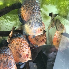 ディスカスの画像