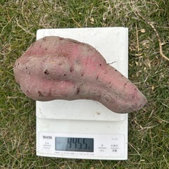 さつまいも　1kg 焼き芋や芋ご飯にどうぞ　サツマイモ　紅はるかはるかの画像