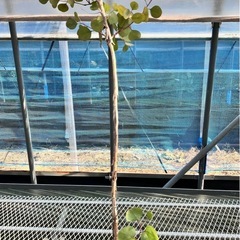 取り引き中常緑樹　ユーカリ5鉢セットの画像