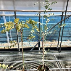 取り引き中常緑樹　ユーカリ5鉢セットの画像