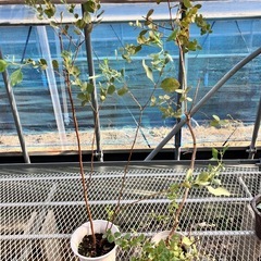 取り引き中常緑樹　ユーカリ5鉢セットの画像