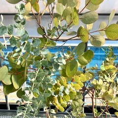 取り引き中常緑樹　ユーカリ5鉢セットの画像