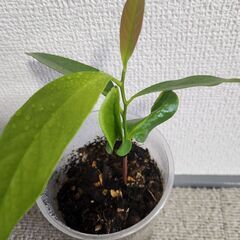 ②【チョコプリンフルーツ】ブラックサポテ苗🌱 現金手渡しの画像