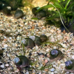 ヒメタニシ5匹セットの画像