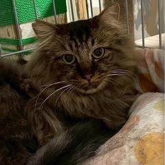 【龍之介くん推定１歳男の子】里親さん募集