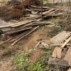 杉の木　板　大量の画像