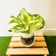 ペペロミア　オブツシフォリア　斑入り　観葉植物　多肉植物　ハイドロカルチャーの画像