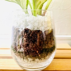 ペペロミア　オブツシフォリア　斑入り　観葉植物　多肉植物　ハイドロカルチャーの画像