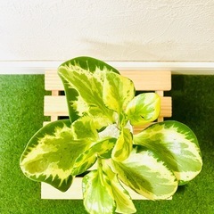 ペペロミア　オブツシフォリア　斑入り　観葉植物　多肉植物　ハイドロカルチャーの画像