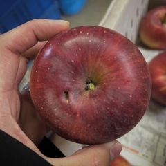 【ハネ出し】シナノスイート10個の画像