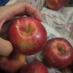 【ハネ出し】シナノスイート10個の画像