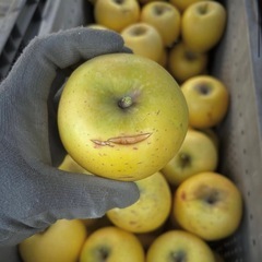 【ハネ出し】シナノゴールド10個の画像