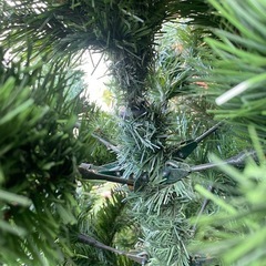 クリスマスツリー🎄高さ１７０センチ　3分割の画像