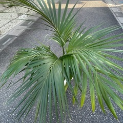 観葉植物　ケンチャヤシ小　高さ１０５センチの画像