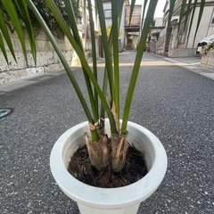 観葉植物　ケンチャヤシ小　高さ１０５センチの画像