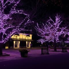 11/15～ 冬ざくらイルミネーション実施のお知らせ
