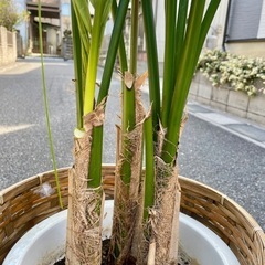 観葉植物　ケンチャヤシ大　高さ１７０センチの画像
