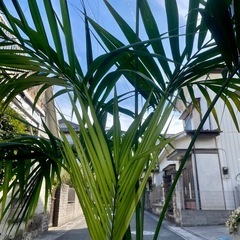 観葉植物　ケンチャヤシ大　高さ１７０センチの画像