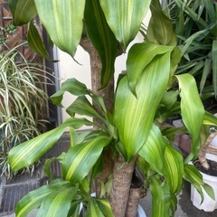 観葉植物　ドラセナマッサンゲアナ　高さ１３０センチの画像