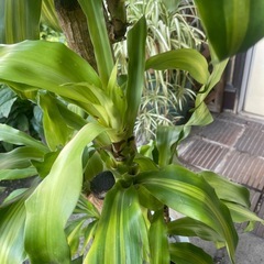 観葉植物　ドラセナマッサンゲアナ　高さ１３０センチの画像