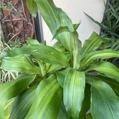 観葉植物　ドラセナマッサンゲアナ　高さ１３０センチの画像