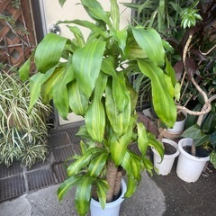 観葉植物　ドラセナマッサンゲアナ　高さ１３０センチの画像