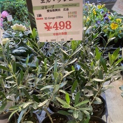 エルグレコ　オリーブ苗
の画像