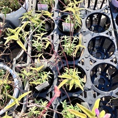 植物色々セットの画像