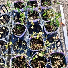 植物色々セットの画像