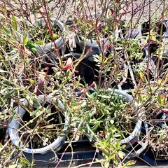 植物色々セットの画像