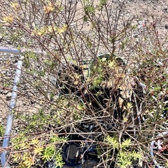 植物色々セットの画像