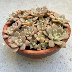 多肉　ピンクプリティの画像