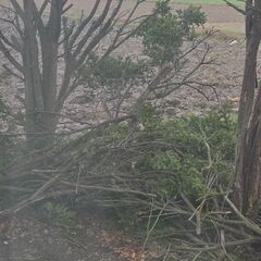 🌳木の枝🌳 差し上げます( .ˬ.)"🌷の画像